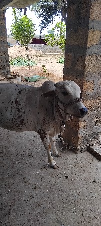 વાછડી વેશવાની