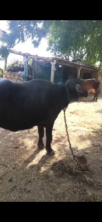 વેચવાની છે