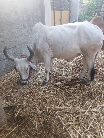 બળઘવેસવાનાસે