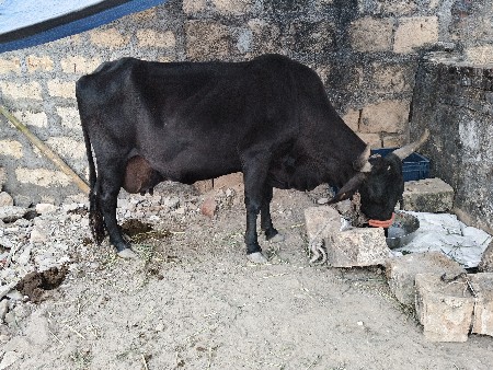 ગાય