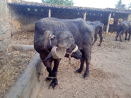 જાફરાબાદી ખડેલી