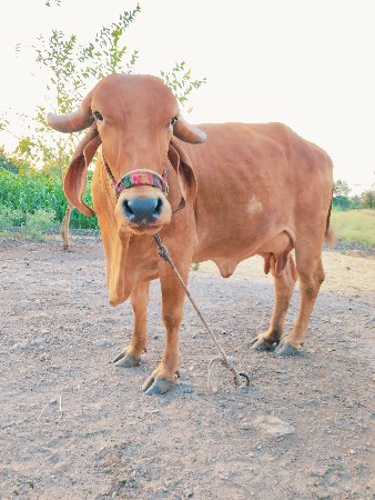 ગાય વેચવાની