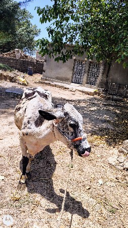 ગાય વેચવાની છે