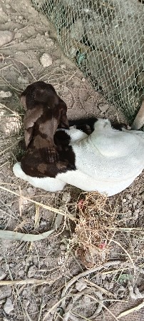 બકરી વેચવાની છે નીચે બકરો છે