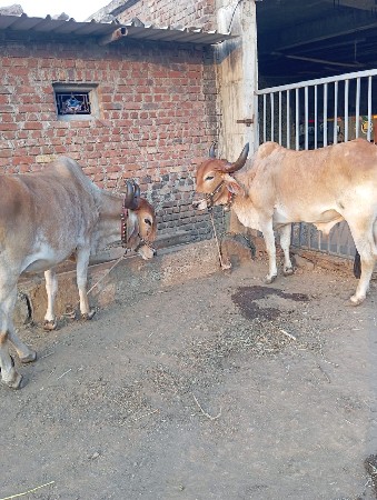 ભરતભાઈ..પરમાર