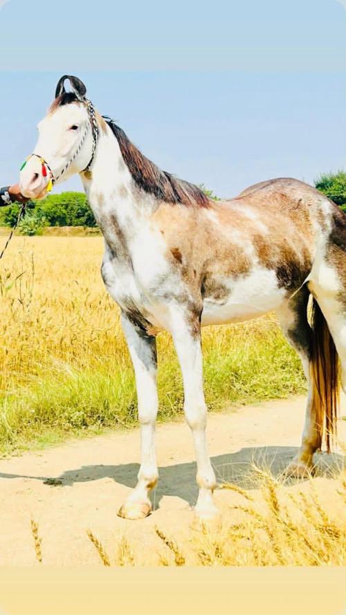 ઘોડી વેચવાની છે 4 વરસ ની છે દાસ પણ કરે છે  કાન કટ ની પણ રૂડી