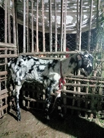 બકરો પાઠડી