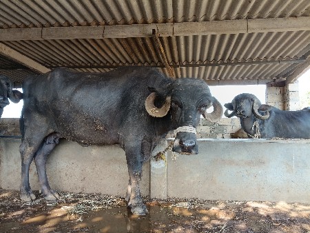 ભેંસ વેચવાની છે