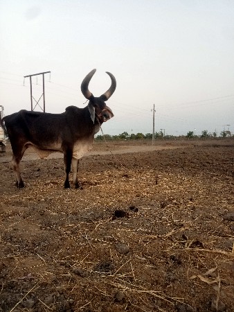 બળદ વેચવાનો છે