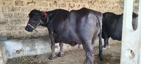 ભેંસ વેચવાની છે