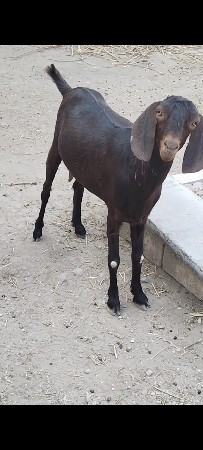 રાજસ્થાની બકરી