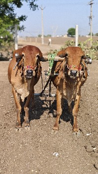 વાછડા - બળદ વહેંચવાના છે.