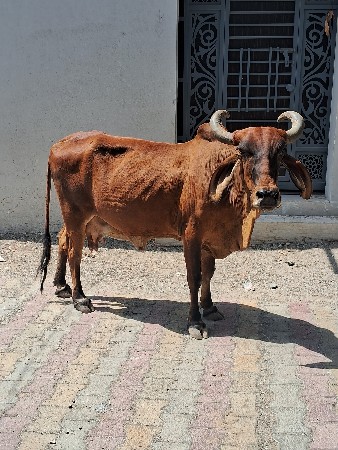 ગાય વેચાણ છ