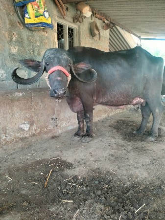 ભેંસ વેચવાની છે