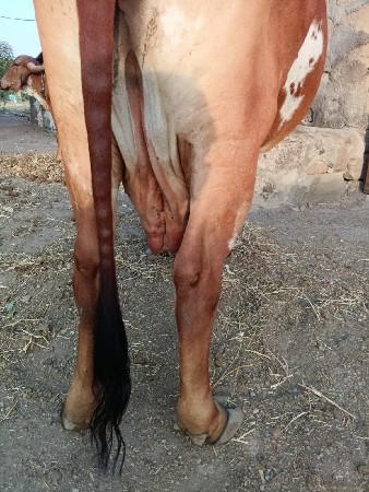 ગાય વેચવાની છે