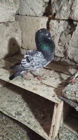 મારવાડા નર ના સાટા કરવા ના છે