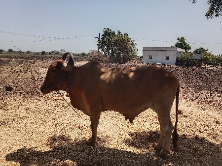 4 ધર ના બળદ વેચવાના છે