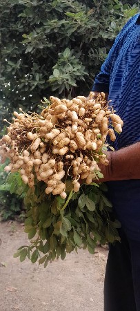 મગફળી જીજી-૩૫ નુ બિયારણ મળશે