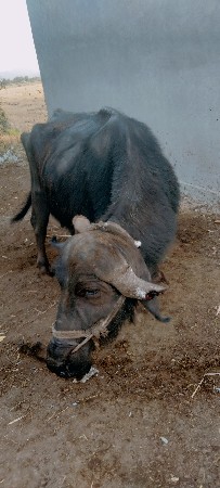 ભેસ વેચવાની છે