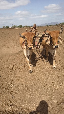 ધોઢલા વેચવા ના છે
 9727403645