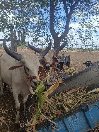 વેચવાના છે