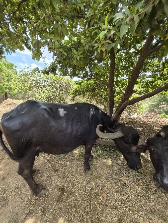 ભેંસ વેચવાની છે