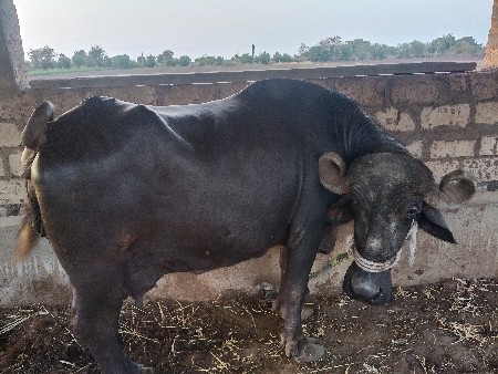 વેચવાનું છે