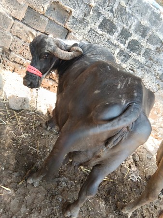 ભેંસ વેચવાની છે  મો 7874092931