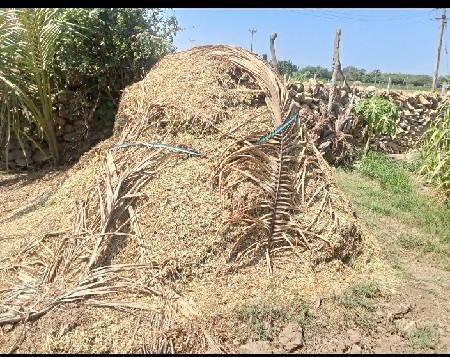માંડવીયુ  (પાલો)