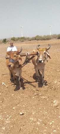 આ ગોઠલા વેચવાના છે