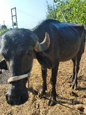 ત્રણ વર્ષની પાડી વેચવાની છે