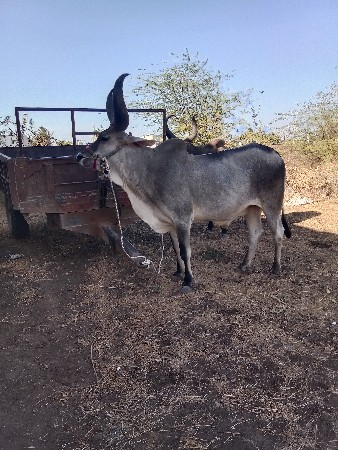 સાવ સોજા બળદ વેચવાના છે