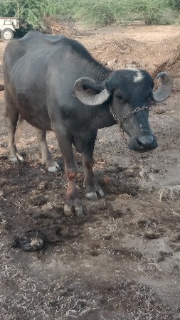 પેલું વેતર ખડેલી વેચવાની છે