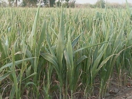 5વિઘા લીલી જાર ઉધડી