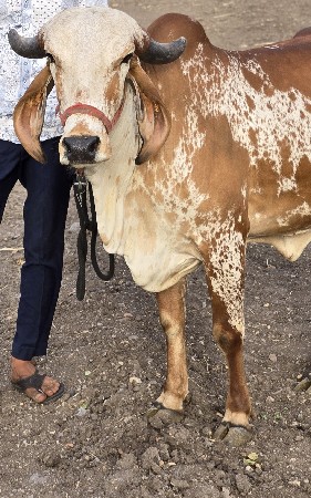 ગાય અને વાછરડી વેચવાની છે