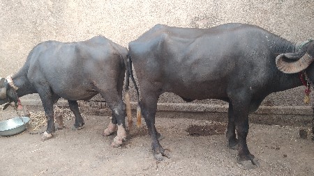 બે   ભેસ