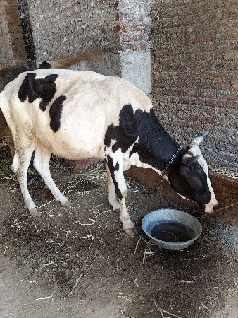 બેય હોડકિ વેસવાની સે