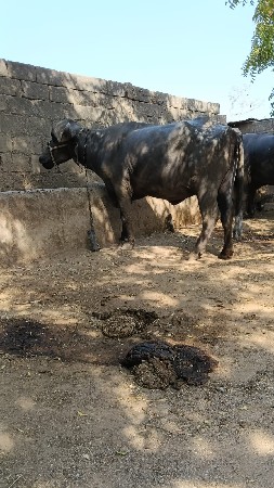 ભેસ