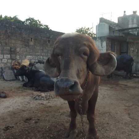 ભેંસ વેચવાની છે