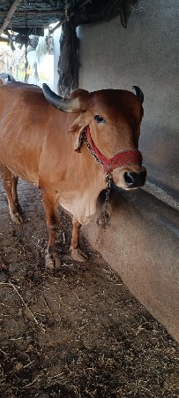 15થી20વિસ દિવસ ની વાર સે