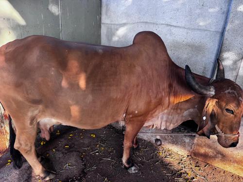 ગાય વેચવાની છે
