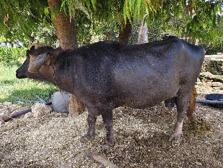 નવસાદરીર ભેંસ