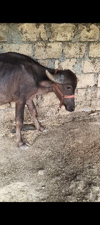 પાડો વેચવાનો છે