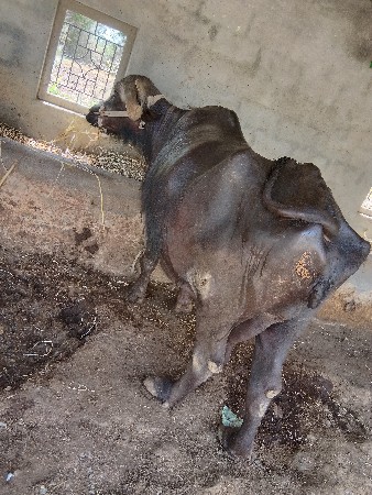 ભેંસ વેચવાની છે વેતર છઠુ