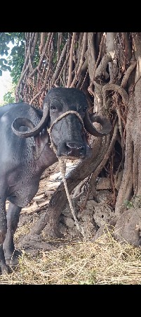 આ ભેંસ વેચવાની છે