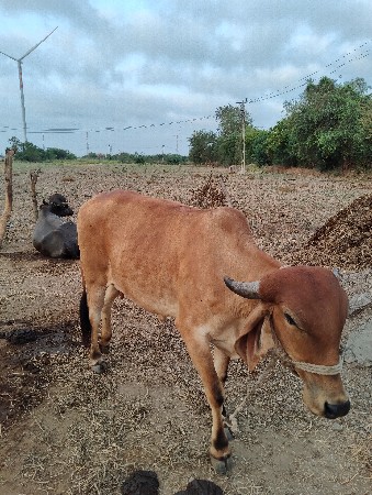 ગાય વેચવાની છે