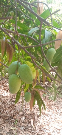 બગીચો ઇજારો આપવાનો સે