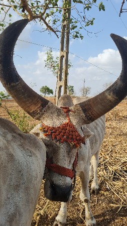 બળદ