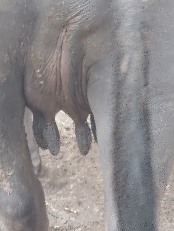 ભેસ વેચવાની છે