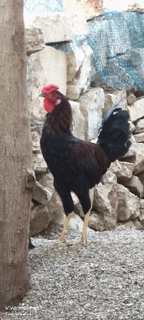 અસીલ ક્રોક જોડી વેચવાની છે